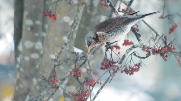 Hungrige Vorbeiziehende Singvögel Winterlichen Schneebaum Die Sich Von Roten Beerenfrüchten — Stockvideo