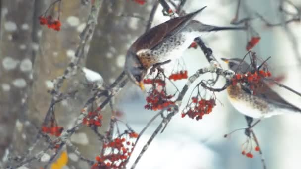 Hungry Passerine Songbirds Winter Snow Tree Feeding Red Berry Fruits — Stock Video