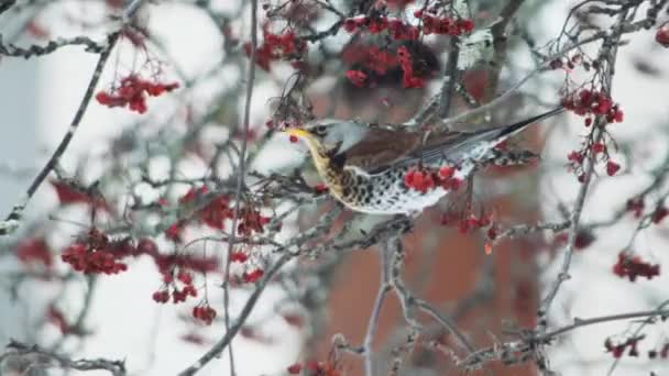 Pájaros Cantores Hambrientos Árbol Nieve Invierno Alimentándose Frutos Rojos Bayas — Vídeo de stock