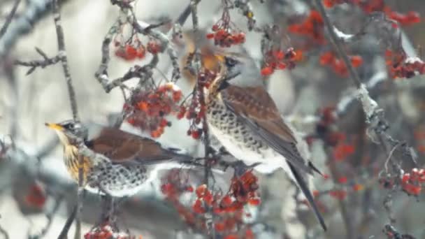 Голодні Перехожі Птахи Зимовому Сніжному Дереві Харчуються Червоними Фруктами Гілках — стокове відео