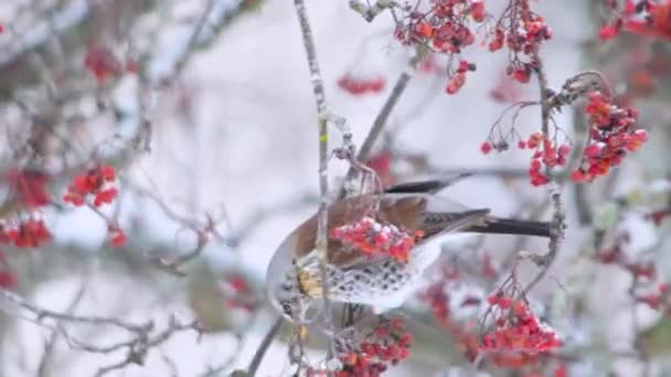 Hungry Passerine Songbirds Winter Snow Tree Feeding Red Berry Fruits — Stock Video