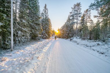 Karlarla kaplı ağaçların sakin manzarası kar yığınları ve güzel günbatımı. Siyah ceketli güzel bir kadın Sihirli Kış Ormanı 'nda yürüyor. Kış manzarası.
