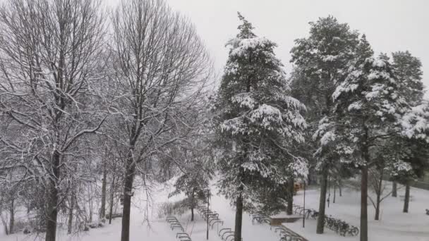 Nieve Tranquila Vídeo Suelo Comunidad Con Árboles Ramificados Alrededor Durante — Vídeo de stock