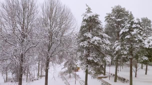 Nieve Tranquila Vídeo Suelo Comunidad Con Árboles Ramificados Alrededor Durante — Vídeo de stock