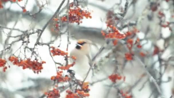 Zimowe Kolorowe Ptaki Śpiewające Zimowym Śniegu Żywiące Się Czerwonymi Owocami — Wideo stockowe