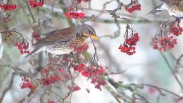 Oiseaux Chanteurs Colorés Hiver Dans Arbre Neige Hiver Nourrissant Fruits — Video