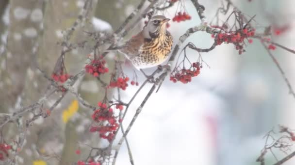 冬の雪の木の冬のカラフルな鳥は 木の枝に赤い果実を食べます 冬に鳥に餌をやりなさい 4K背景コピースペース — ストック動画