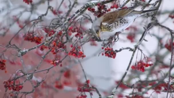 Oiseaux Chanteurs Colorés Hiver Dans Arbre Neige Hiver Nourrissant Fruits — Video