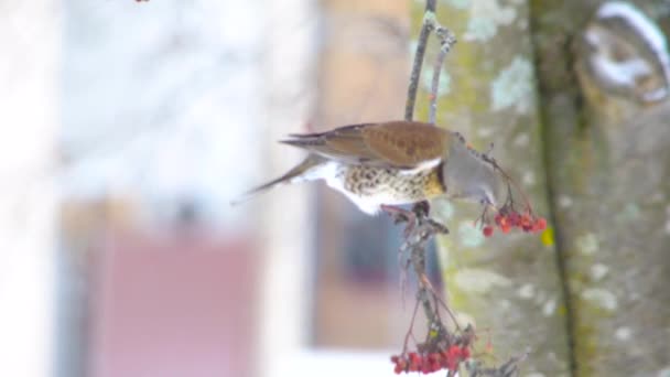 Winterbunte Singvögel Winterlichen Schneebaum Die Sich Von Roten Beerenfrüchten Den — Stockvideo