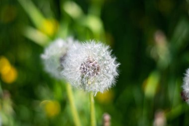 Güneşin altındaki karahindiba taze, yeşil bir sabah arka planında. Yumuşak odaklı yeşil arkaplan. Güzel arkaplan, yakın plan.