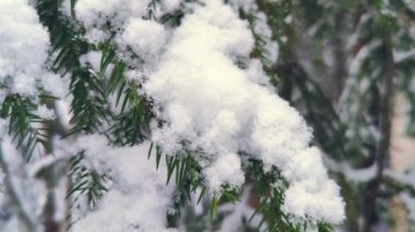 4K klipinde sakin bir kar yağışı yaşandı ve kış boyunca ağaçlar dallandı. Bulutlu bir gün Arkaplan kopyalama alanı.