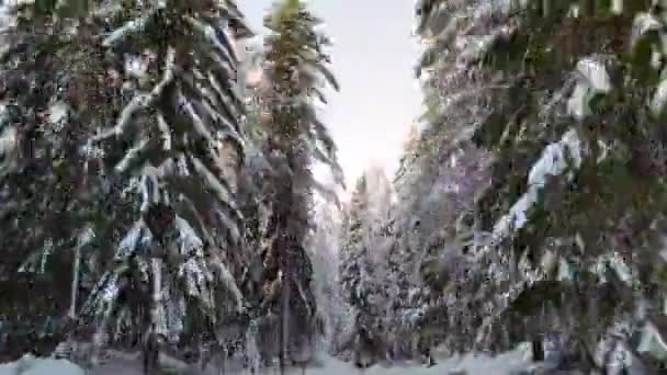 Nieve Tranquila Vídeo Suelo Comunidad Con Árboles Ramificados Alrededor Durante — Vídeos de Stock