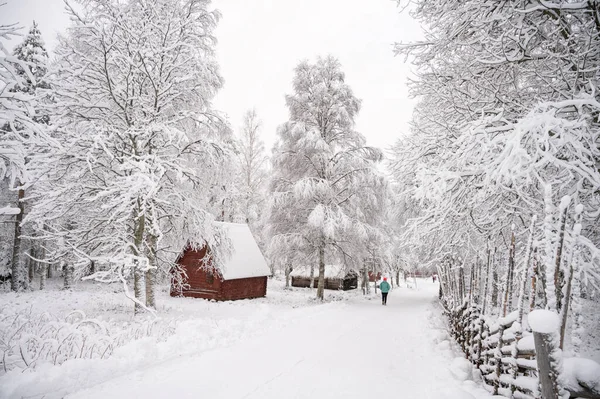 Uma Vista Calma Tranquila Das Árvores Cobertas Neve Nos Snowdrifts Fotografias De Stock Royalty-Free