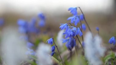 Renkli kır çiçekleriyle dolu yaz çiçeği çayırı. Lavanta Çiçekleri tarlasını kapatıyoruz. Macro, arka plan, gün batımı. Flora arkaplan, telif alanı, alan derinliği.