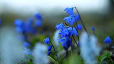 Renkli kır çiçekleriyle dolu yaz çiçeği çayırı. Lavanta Çiçekleri tarlasını kapatıyoruz. Macro, arka plan, gün batımı. Flora arkaplan, telif alanı, alan derinliği.