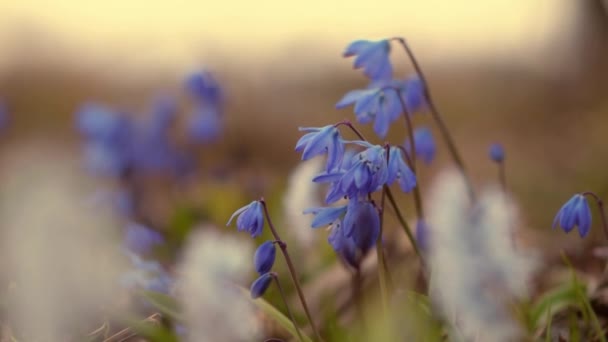 Letnia Łąka Kwiatowa Kolorowymi Polnymi Kwiatami Rosnące Kwiaty Lawendy Pole — Wideo stockowe