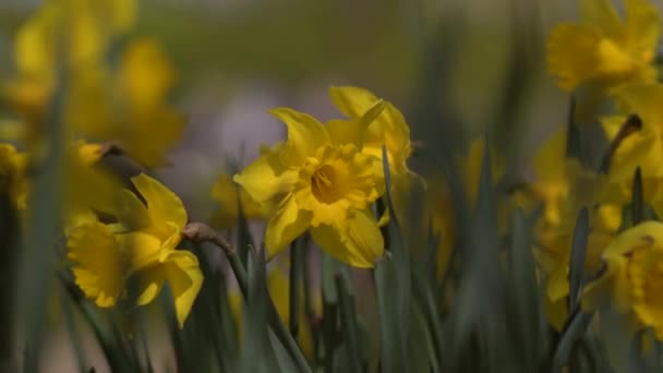 Seasonal Yellow Flower Field Field Flowers Wind Swaying Close Concept — Stock Video
