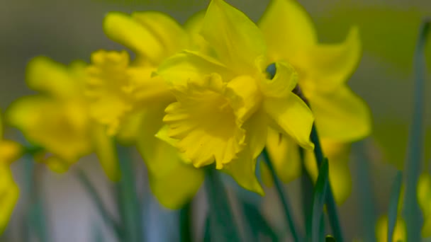 Mevsimlik Sarı Çiçek Tarlası Rüzgarda Savrulan Çiçek Tarlaları Yaklaş Kavram — Stok video
