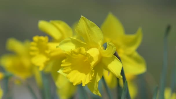 Sezónní Žluté Květinové Pole Pole Květin Větru Houpající Zblízka Koncept — Stock video