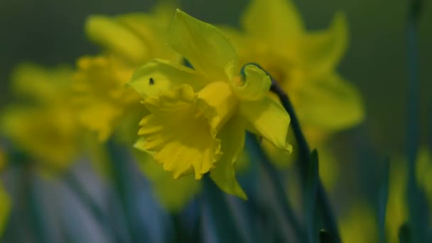 Sezonowe Pole Żółtych Kwiatów Pole Kwiatów Wietrze Kołysząc Się Bliska — Wideo stockowe