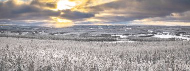 Ormanlı kış bulutlu panoramik manzara, karla kaplı ağaçlar ve bulutlardan gelen güneş ışığı. Yeni bir günün kışın sabahı. 