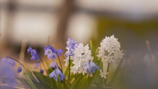 Летний Цветочный Луг Красочными Полевыми Цветами Растущее Поле Лаванды Цветы — стоковое видео