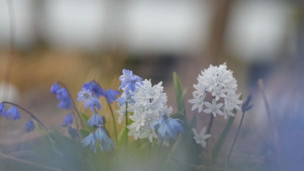 Sommerblumenwiese Mit Bunten Wildblumen Wachsende Lavendelblüten Feld Nahaufnahme Makro Hintergrundbeleuchtung — Stockvideo