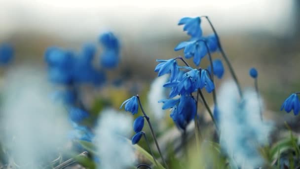 Padang Rumput Bunga Musim Panas Dengan Bunga Liar Berwarna Warni — Stok Video