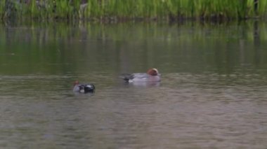 4K video of Mallard Duck Floating and taking a dip in the Pond in Summer Park. Slow Motion. Animals and Wildlife Concept.