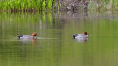 4K video of Mallard Duck Floating and taking a dip in the Pond in Summer Park. Slow Motion. Animals and Wildlife Concept.