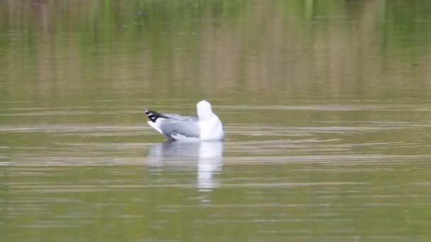 Video Mallard Duck Floating Taking Dip Pond Summer Park Slow — Stock Video