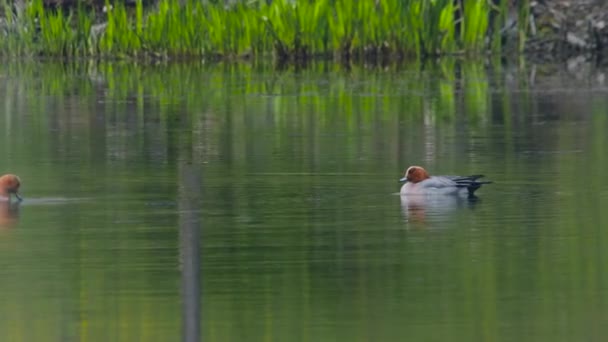Βίντεο Τον Mallard Duck Επιπλέει Και Κάνει Βουτιά Στη Λίμνη — Αρχείο Βίντεο
