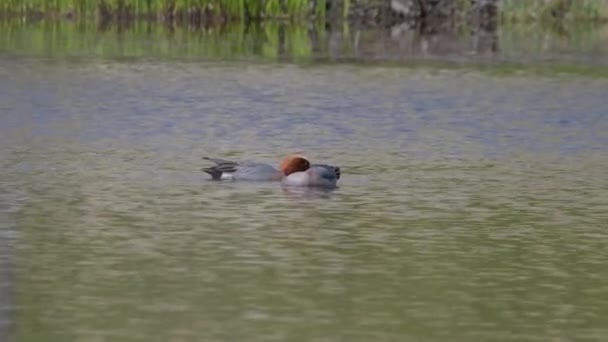 Video Mallard Duck Floating Taking Dip Pond Summer Park Slow — Vídeo de Stock