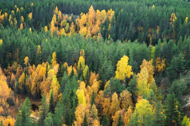 Sonbahar manzara güzel ağaçlar güneş ışığında parlayan Nehri, renkli. Harika pitoresk arka plan. doğada renk. muhteşem görünümü.