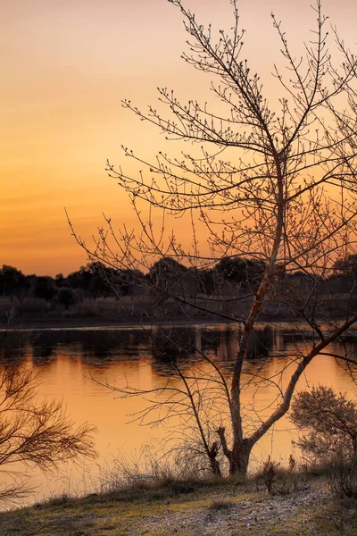 Закат Берега Водохранилища Природа Можно Увидеть Типичными Цветами Заката Дерево — стоковое фото