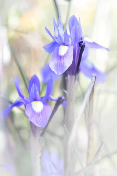 Wilde Blaue Blüten Mit Weißen Und Gelben Tönungen — Stockfoto