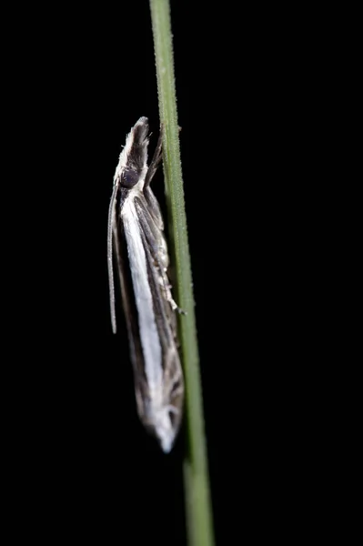 Crambus Moth Perched Poa Branch — Zdjęcie stockowe