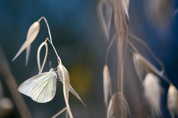 Papillon Blanc Chou Parmi Les Céréales Essayant Passer Inaperçu Mais — Photo