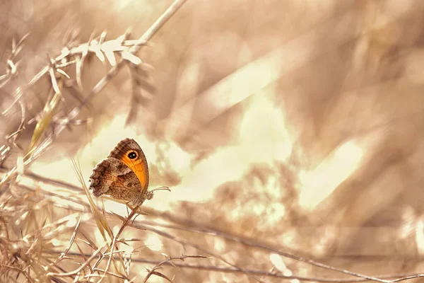 피소니아 세실리아아 나비는 먹이를 사이에 포식자의 않도록 땅에서 가까운 곳에서 — 스톡 사진