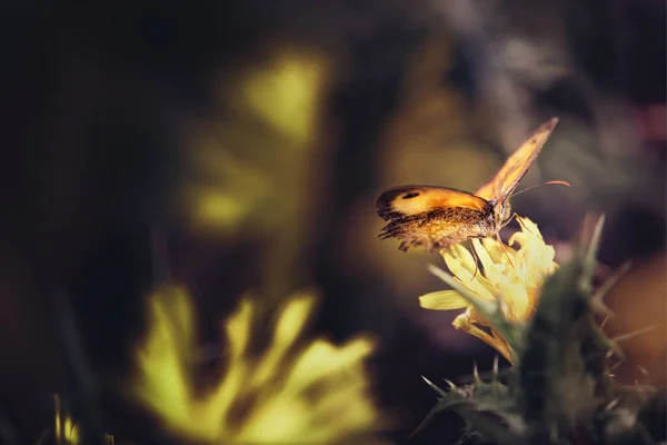 Πεταλούδα Σκαρφαλωμένη Ένα Λουλούδι Φτερά Απλωμένα — Φωτογραφία Αρχείου