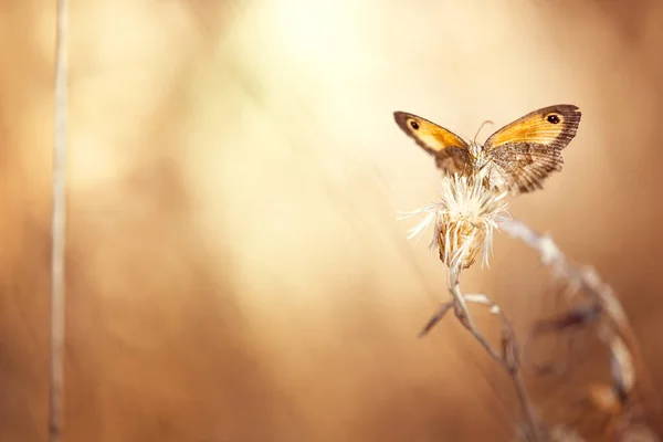 羽を広げた花に蝶が羽を伸ばし — ストック写真