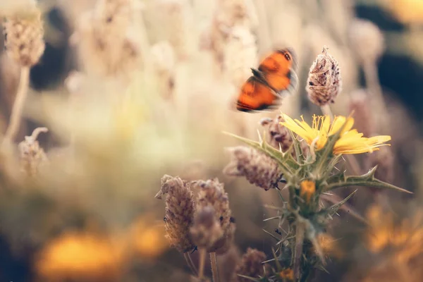 Pillangó Száll Egy Virágról Amit Épp Most Szívott — Stock Fotó