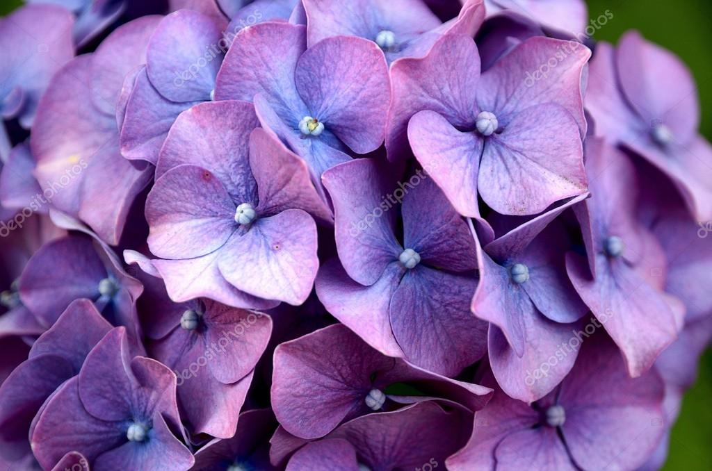 Hydrangea flower ??? Stock Photo ?? jcfmorata 25218699
