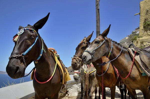 Three donkeys — Stock Photo, Image