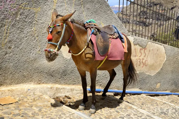 Burro. —  Fotos de Stock