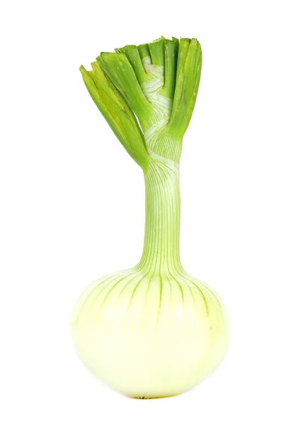Raw onion — Stock Photo, Image