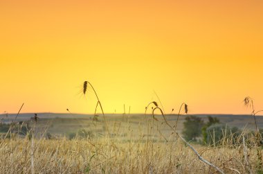 Tarlada gün batımı