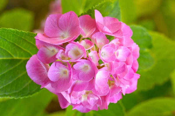 Гидрагейский розовый — стоковое фото