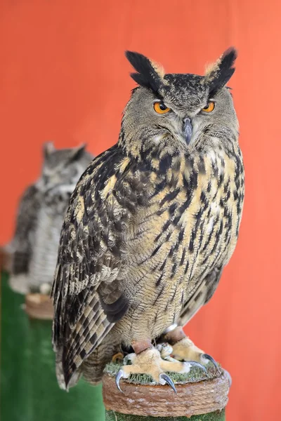 Real owl — Stock Photo, Image