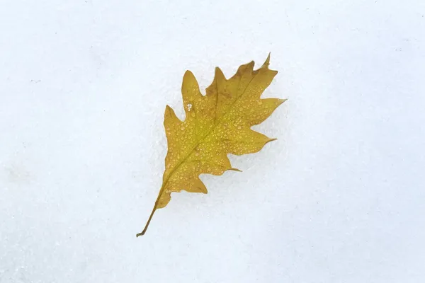 在雪上的叶 — 图库照片